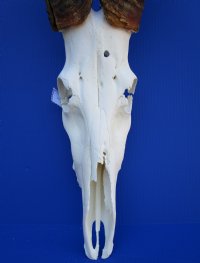 <font color=red> Discount </font> Male Red Hartebeest Skull with 19 and 19-1/4 inches Horns (slit in horn, damaged nose; holes in skull;) - Buy this one for $79.99