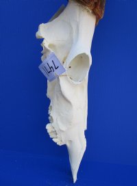 <font color=red> Discount </font> Male Red Hartebeest Skull with 19 and 19-1/4 inches Horns (slit in horn, damaged nose; holes in skull;) - Buy this one for $79.99