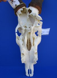 <font color=red> Discount </font> Male Red Hartebeest Skull with 19 and 19-1/4 inches Horns (slit in horn, damaged nose; holes in skull;) - Buy this one for $79.99