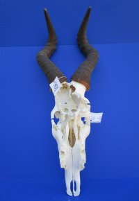 <font color=red> Discount </font> Male Red Hartebeest Skull with 19 and 19-1/4 inches Horns (slit in horn, damaged nose; holes in skull;) - Buy this one for $79.99