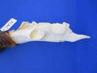 <font color=red> Discount </font> Male Red Hartebeest Skull with 19 and 19-1/4 inches Horns (slit in horn, damaged nose; holes in skull;) - Buy this one for $79.99