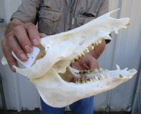 12 inches Georgia Wild Boar Skull for Sale - Buy this one for $49.99