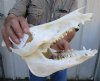 12 inches Georgia Wild Boar Skull for Sale - Buy this one for $49.99