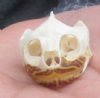 1-5/8 inch Turtle Skull for Sale from a river cooter - you are buying this one for<font color=red> $22.99</font> Plus $6.50  1st Class Mail 