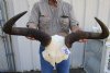 22 inches wide African Blue Wildebeest Skull Plate fr Sale - Buy this one for $59.99