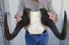14-1/4 inches wide Male Black Wildebeest Skull Plate for Sale - Buy this one for $79.99