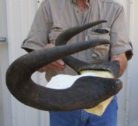 14-1/4 inches wide Male Black Wildebeest Skull Plate for Sale - Buy this one for $74.99 <font color=red> SALE $52.99</font>