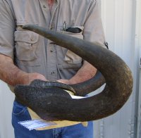 14-1/4 inches wide Male Black Wildebeest Skull Plate for Sale - Buy this one for $74.99 <font color=red> SALE $52.99</font>