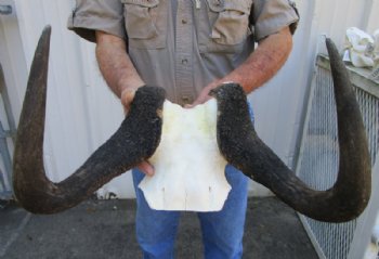 14-7/8 inches wide Female Black Wildebeest Skull Plate for Sale - Buy this one for $69.99 <font color=red> SALE $63.99</FONT>
