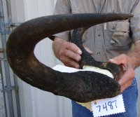 14-7/8 inches wide Female Black Wildebeest Skull Plate for Sale - Buy this one for $69.99 <font color=red> SALE $63.99</FONT>