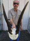 African Common Eland Skull Plate with 22-1/4 inches Horns - Buy this one for $69.99