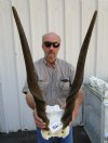 Real Female, Cow Common Eland Skull Plate with 28 and 29-1/2 inches Horns - Buy this one for $84.99