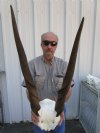 Female,Cow Eland Skull Plate with 24-1/2 and 26-1/2 inches Horns - Buy this one for $79.99
