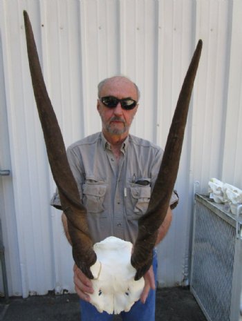 Female,Cow Eland Skull Plate with 24-1/2 and 26-1/2 inches Horns - Buy this one for $74.99