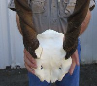 Female,Cow Eland Skull Plate with 24-1/2 and 26-1/2 inches Horns - Buy this one for $74.99