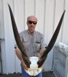 African Common Eland Skull Plate with 25-3/4 and 26-3/4 inches Horns - Buy this one for $79.99