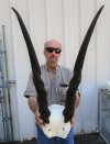 African Common Eland Skull Plate with 30 and 31 inches Horns for Sale - Buy this one for $89.99