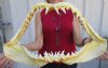 <font color=red> Giant</font>  21 inches wide Shortfin Mako Shark Jaw for Sale <font color=red> with vey sharp teeth</font> - Buy this one for $349.99 (SHIPPED UPS SIGNATURE REQUIRED)