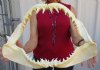 19-3/4 inches wide Large Shortfin Mako Shark Jaw for Sale <font color=red> with very sharp teeth</font> - Buy this one for $294.99