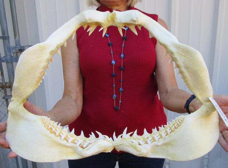 193/4 inches Large Shortfin Mako Shark Jaw for Sale