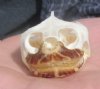 1-7/8 inches River Cooter Turtle Skull for Sale - you are buying this one for $22.99 Plus $6.50 <font color=blue> 1st Class Mail Shipping </font>