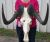 20 inches <font color=red> Discount</font> Huge Male Black Wildebeest Skull for Sale (hole in top of skull) - Buy this one for $109.99