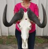 16-3/4 inches wide <font color=red> Bargain priced</font> Black Wildebeest Skull for Sale (hole in top of skull) - Buy this one for $99.99