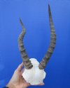 <font color=red> Bargain Priced</font> Blesbok Skull Plate with 10-1/2 and 11-1/2 inches (one horn is deformed) - Buy this one for $24.99