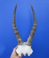 <font color=red> Bargain Priced</font> Blesbok Skull Plate with 12 and 12-1/2 inches Horns (cracked skull plate)- Buy this one for $29.99