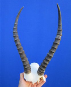 Grade 2 African Blesbok Skull Plate with 13-1/4 and 13-3/4 inches horns  for $29.99