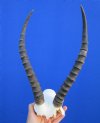 <font color=red> Discount </font> African Blesbok Skull Plate with 13-1/4 and 13-3/4 inches horns (missing bone on skull plate) - Buy this one for $29.99
