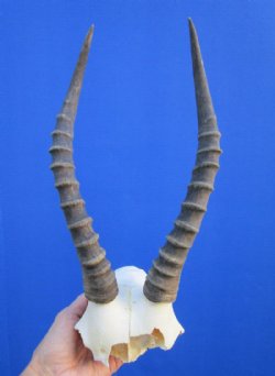 Grade 2 Blesbok Skull Plate with 12-3/4 inches horns for $24.99