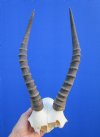 <font color=red> Bargain Price</font> Blesbok Skull Plate with 12-3/4 inches horns (chunks of bone missing on skull plate) - Buy this one for $24.99