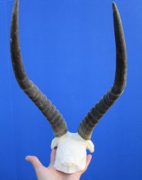 Grade 2 Blesbok Skull Plate with 12-3/4 inches horns for $24.99