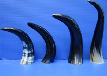 4 Polished Water Buffalo Horns for Sale 10 to 15 inches - Buy the horns pictured for $9.00 each