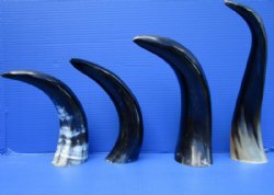 4 Polished Water Buffalo Horns for Sale 10 to 15 inches - Buy the horns pictured for $9.00 each