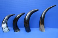 4 Polished Water Buffalo Horns for Sale 10 to 15 inches - Buy the horns pictured for $9.00 each