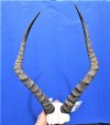 Discount African Impala Skull Plate with 20 inchees Horns (skull plate is unstable) - Buy this one for $44.99