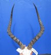 Bargain Priced African Impala Skull Plate with 20-7/8 and 21-1/2 inches Horns (crack back of skull cap, unstable skull cap) - Buy this one for $39.99