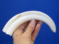 9-3/4 inches African Warthog Ivory Tusk for Sale (7-1/4 inches Solid) - Buy this one or $45.99