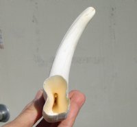 9-3/4 inches African Warthog Ivory Tusk for Sale (7-1/4 inches Solid) - Buy this one or $45.99
