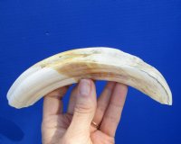8-7/8 inches Warthog Tusk for Sale (6-1/2 inches Solid) - Buy this one for $34.99