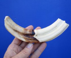 7-1/4 inches Authentic Warthog ivory Tusk for Sale (4-1/2 inches Solid) - Buy this one for <font color=red>$19.99</font> (Plus $7.50 First Class Mail)