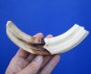 7-1/4 inches Authentic Warthog ivory Tusk for Sale (4-1/2 inches Solid) - Buy this one for <font color=red>$19.99</font> (Plus $7.50 First Class Mail)