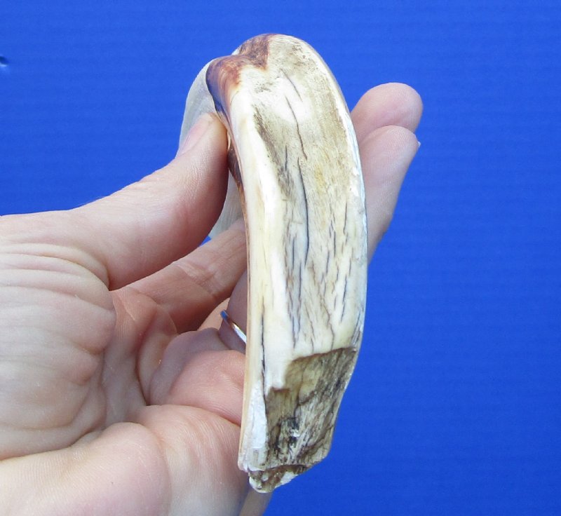 7-1/4 inches Authentic Warthog ivory Tusk for Sale (4-1/2 inches Solid)
