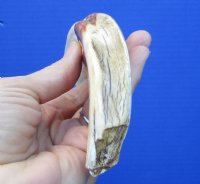 7-1/4 inches Authentic Warthog ivory Tusk for Sale (4-1/2 inches Solid) - Buy this one for $19.99