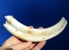 7-3/4 inches Real Warthog Tusk for Sale (5-1/2 inches Solid) - Buy this one for $19.99