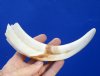 7-1/4 inches Authentic African Warthog Tusk for Carving Ivory (4.25 inches Solid) - Buy this one for <font color=red>$19.99</font> (Plus $7.50 First Class Mail)