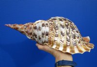 14-1/2 inches <font color=red>Gorgeous Large </font>Pacific Triton's Trumpet Seashell for Sale, Giant Triton - Buy the one pictured for $109.99