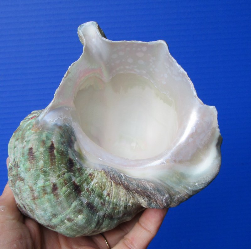 5 by 5 inches Natural Turbo Marmoratus for Sale, Great Green Turban